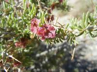 Image of Sarcobatus baileyi