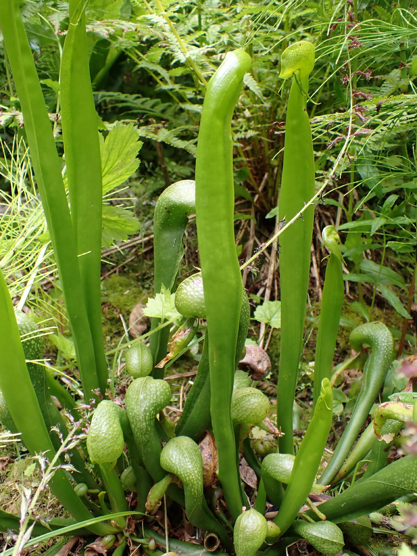 Darlingtonia californica image