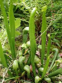 Image of Darlingtonia californica