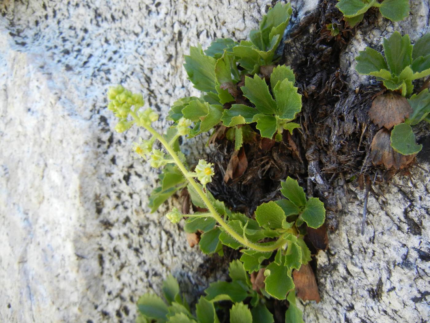 Saxifraga fragarioides image