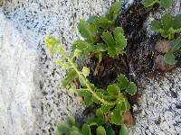 Saxifraga fragarioides image