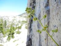 Saxifraga fragarioides image