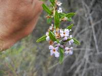 Image of Buddleja alternifolia