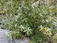 Buddleja crotonoides image