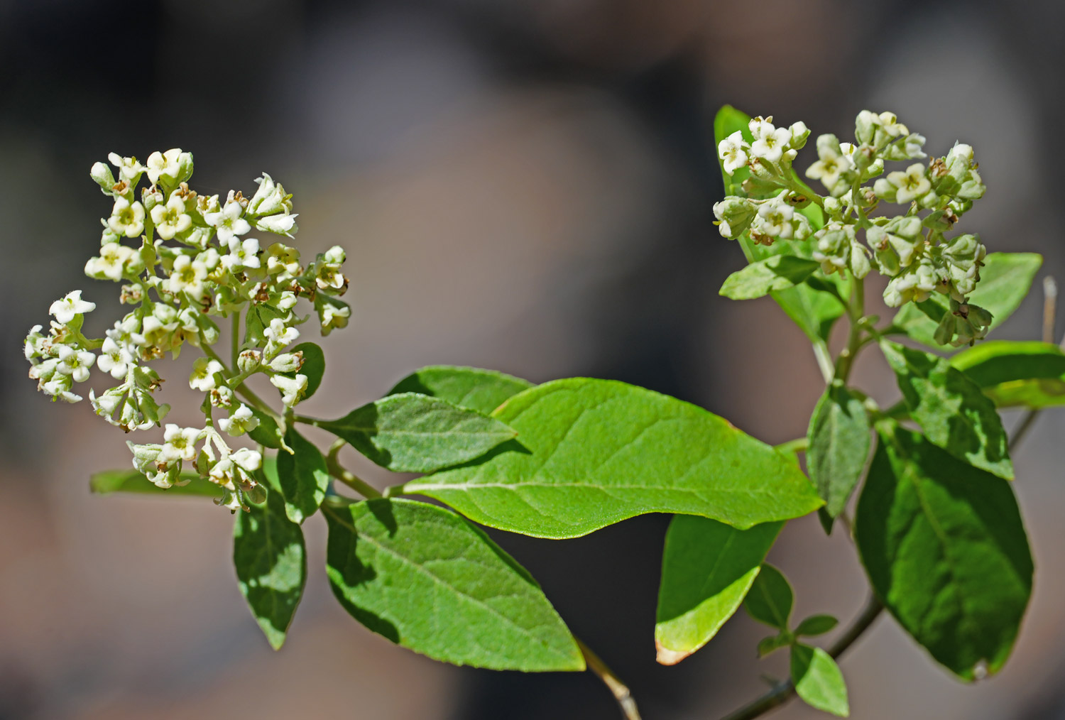 Buddleja parviflora image