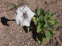 Datura discolor image