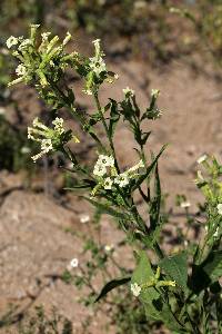 Nicotiana obtusifolia image