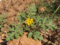 Image of Solanum rostratum