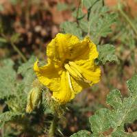 Solanum rostratum image