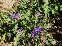 Solanum houstonii image