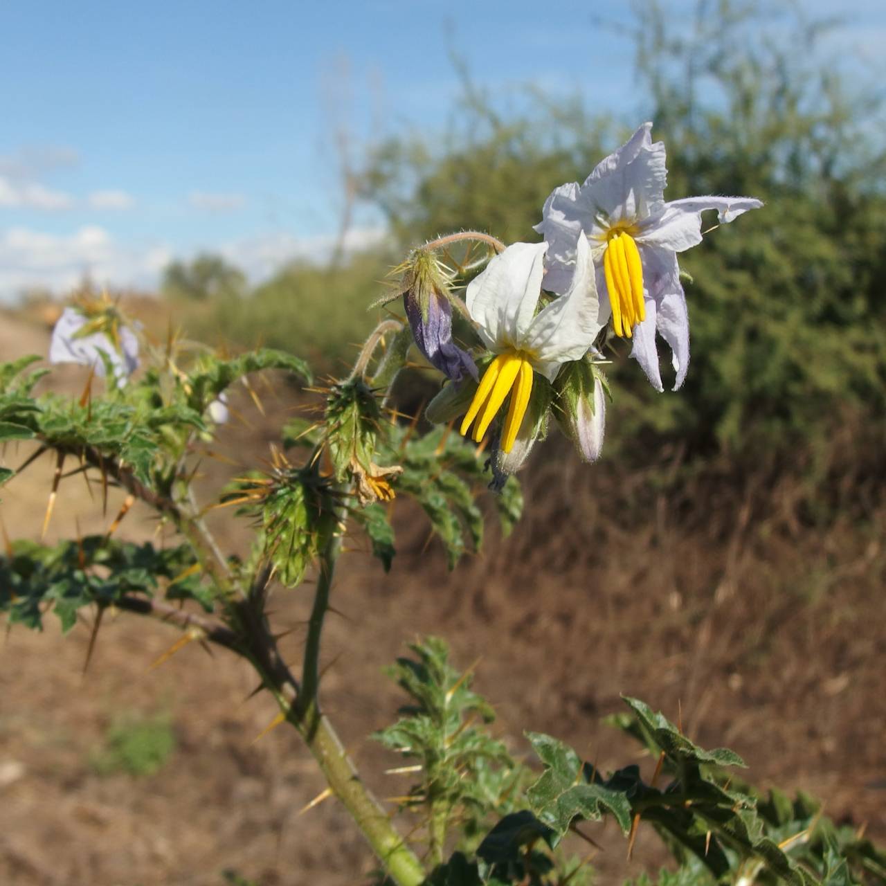 Solanum sisymbriifolium image