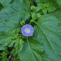 Image of Nicandra physaloides