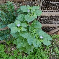 Nicandra physaloides image