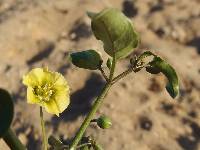 Image of Physalis glabra