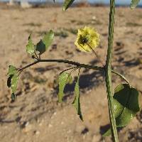 Physalis glabra image