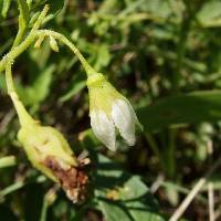 Solanum jamesii image