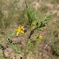 Solanum lumholtzianum image