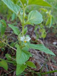 Solanum deflexum image