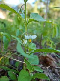 Solanum deflexum image