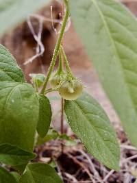 Solanum deflexum image