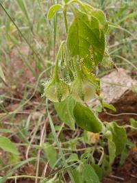 Solanum deflexum image