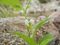 Solanum deflexum image