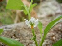 Solanum deflexum image