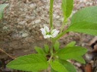 Solanum deflexum image