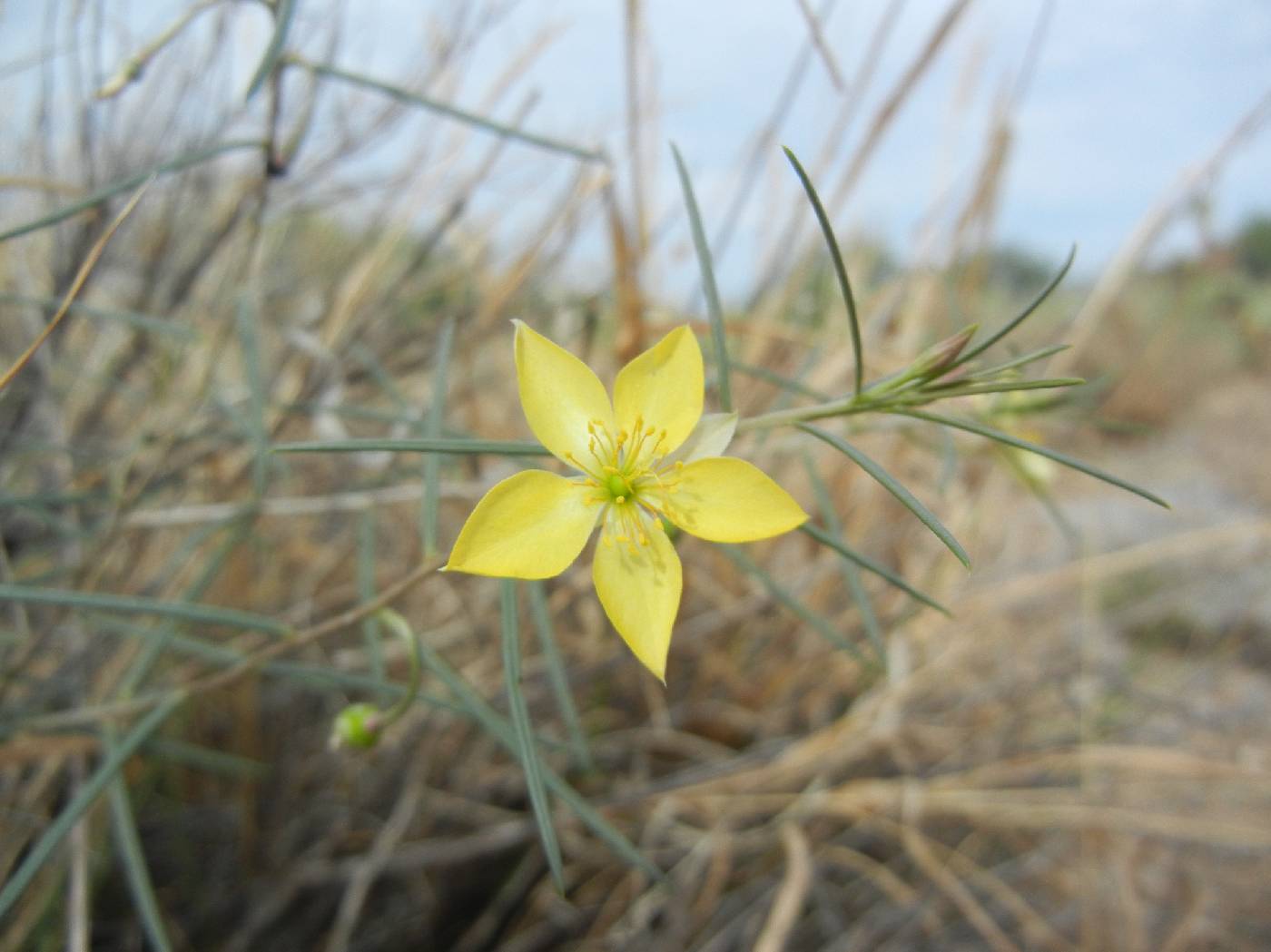 Talinum polygaloides image