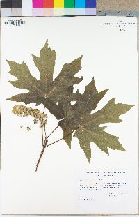 Acer macrophyllum image