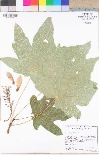 Acer macrophyllum image