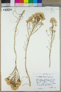 Ericameria nauseosa var. oreophila image