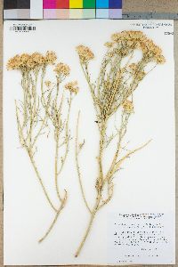 Ericameria nauseosa var. hololeuca image