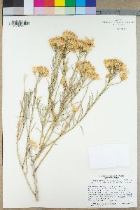 Ericameria nauseosa var. hololeuca image