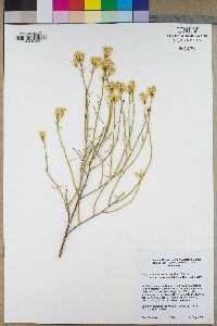 Ericameria nauseosa var. oreophila image