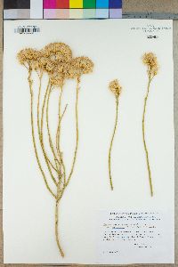 Ericameria nauseosa var. oreophila image