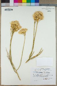 Ericameria nauseosa var. oreophila image