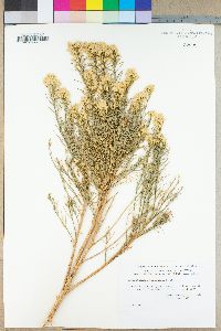 Ericameria paniculata image