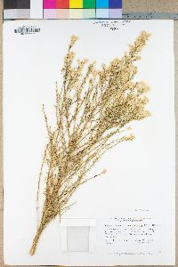 Ericameria paniculata image