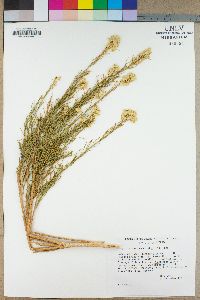 Ericameria paniculata image