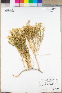 Ericameria teretifolia image