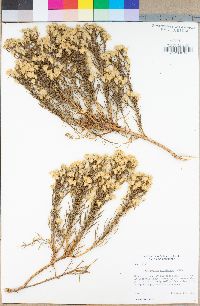 Ericameria brachylepis image