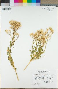 Ericameria cuneata image