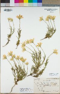 Ericameria linearifolia image