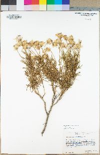 Ericameria linearifolia image