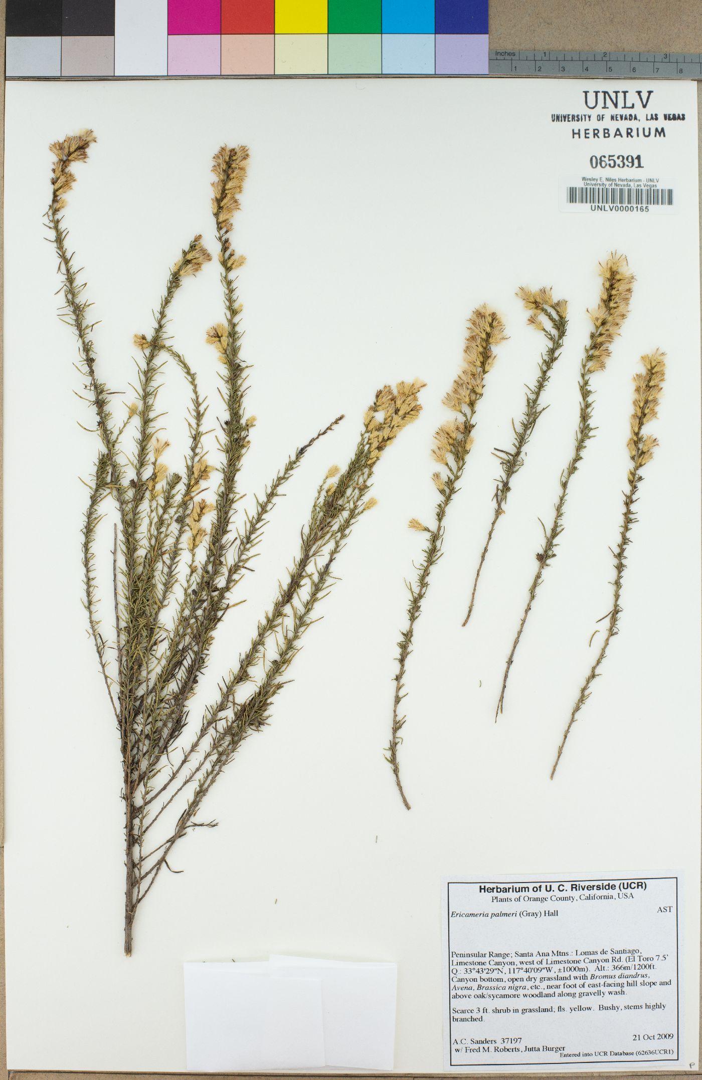 Ericameria palmeri image