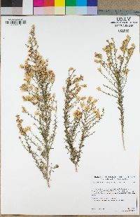Ericameria palmeri image