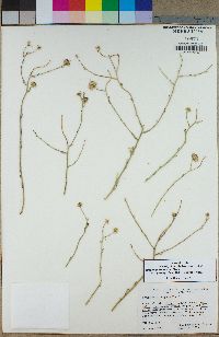 Erigeron breweri var. porphyreticus image