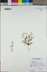 Eriophyllum ambiguum image