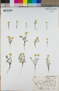 Eriophyllum ambiguum image